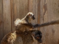 Foto: Daniel Koleška - Zoopark Zájezd