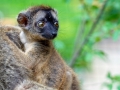 Mladý lemur hnědý (Foto: Zoopark Zájezd)