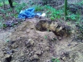 V lese u Bělok našel hledač kovů stovky kusů munice (Foto: PČR)