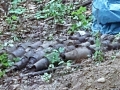 V lese u Bělok našel hledač kovů stovky kusů munice (Foto: PČR)