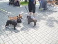 V Lánech se konal čtvrtý ročník srazu psích placatých čumáčků (Foto: Ester Dulajová)