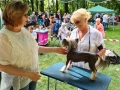 Slánské letní kino se stalo dějištěm Krajské výstavy psů (Foto: Pavel Varvařovský)
