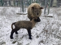 Na Štědrý den přivítali v kladenské teplárně nový přírůstek do ovčího stáda (Foto: Daniel Prošek, Teplárna Kladno)