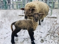 Na Štědrý den přivítali v kladenské teplárně nový přírůstek do ovčího stáda (Foto: Daniel Prošek, Teplárna Kladno)