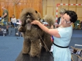 Krajské výstavy psů v Kladně se zúčastnily stovky psích šampionů (Foto: KL)
