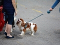 Krajské výstavy psů v Kladně se zúčastnily stovky psích šampionů (Foto: KL)