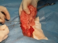Chirurgie měkkých tkání: kastrace fen miniinvazivní technikou, ablace mléčné žlázy (odstranění nádorů na mléčné žláze), kastrace samců, zákroky na trávicím, močovém aparátu (Foto: Zvířecí doktor)