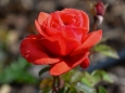 Růžový sad v Lidicích láká svou ojedinělou krásou (Foto: Památník Lidice)