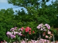 Růžový sad v Lidicích láká svou ojedinělou krásou (Foto: Památník Lidice)