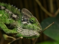 Chameleon-bradavicnaty_DK_20221-min-1024x683