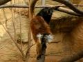Lemur-tmavy_DK_2022-3-min-1024x683